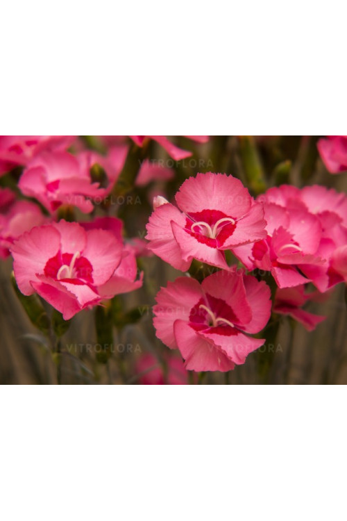 Goździk postrzępiony 'Angel of Hope' Dianthus plumarius