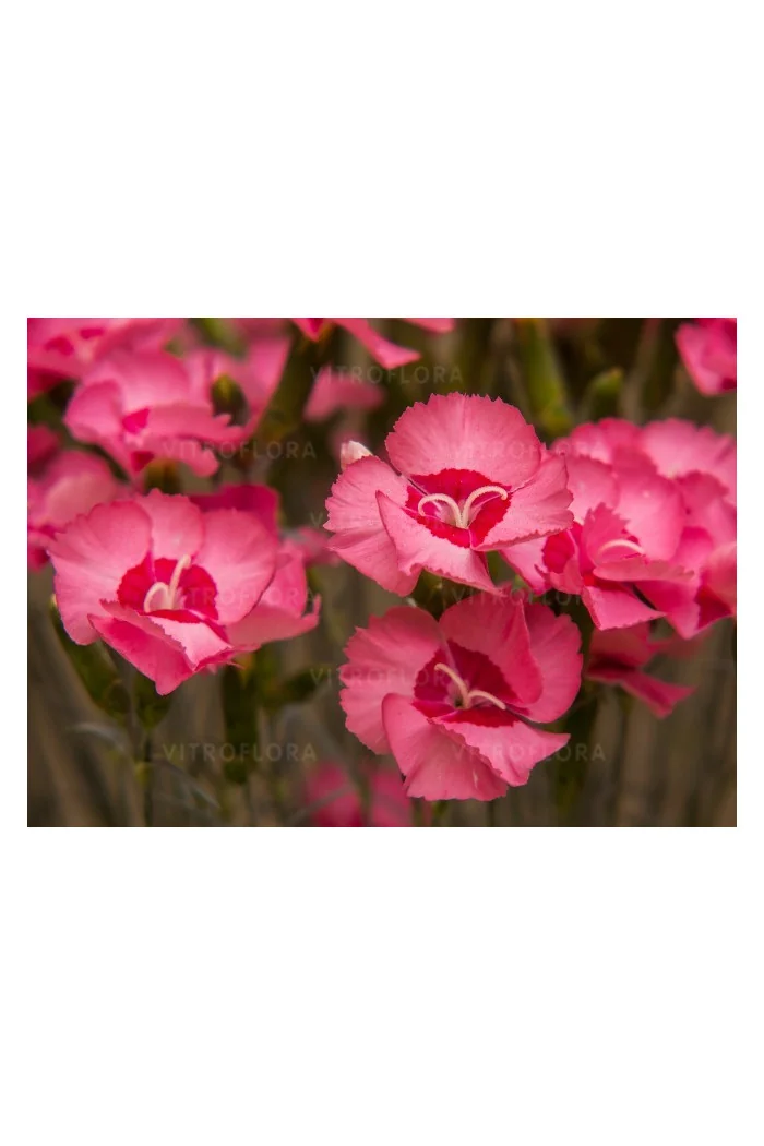 Goździk postrzępiony 'Angel of Hope' Dianthus plumarius