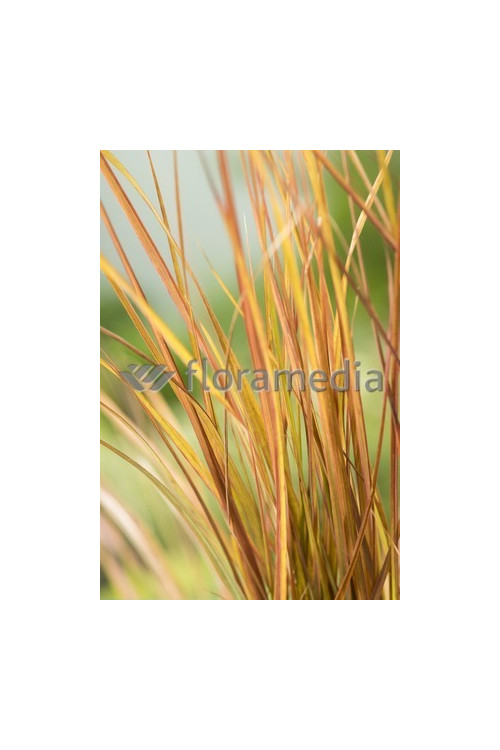 Wietrznica Lessona 'Sirocco' | Anemanthele lessoniana