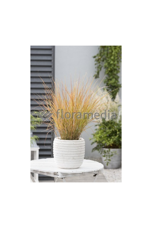 Wietrznica Lessona 'Sirocco' | Anemanthele lessoniana