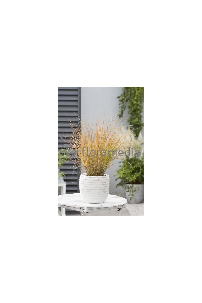 Wietrznica Lessona 'Sirocco' | Anemanthele lessoniana