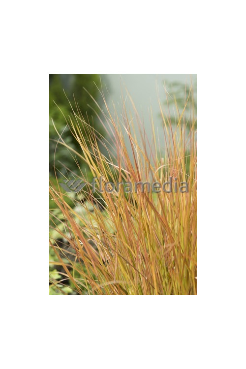 Wietrznica Lessona 'Sirocco' | Anemanthele lessoniana