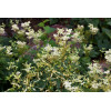 Wiązówka błotna 'Variegata' | Filipendula ulmaria
