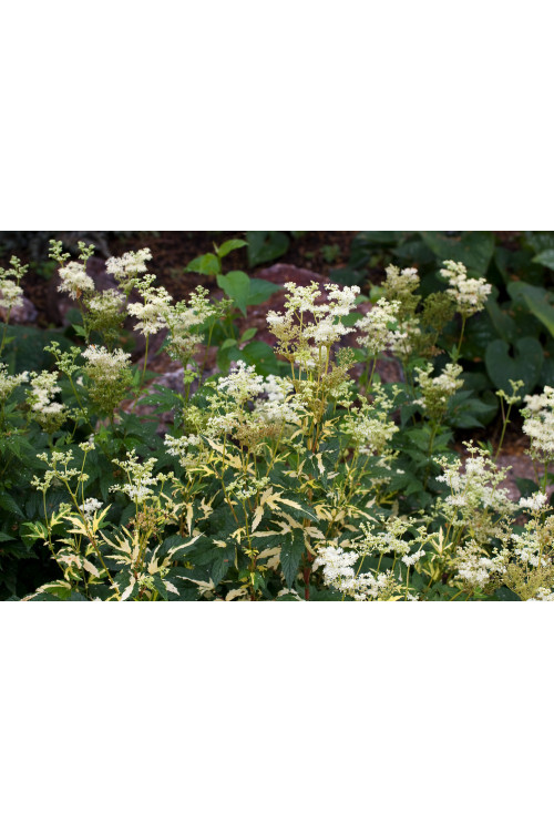Wiązówka błotna 'Variegata' | Filipendula ulmaria