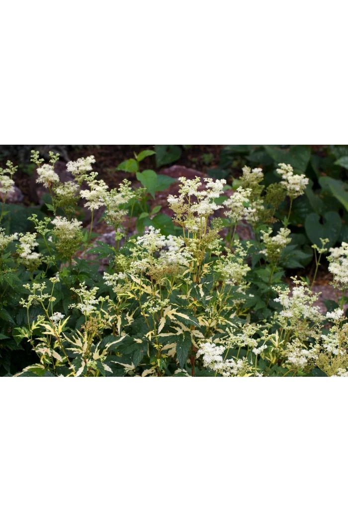 Wiązówka błotna 'Variegata' | Filipendula ulmaria