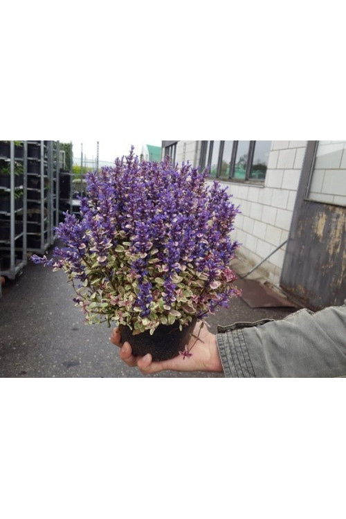 Dąbrówka Tenora 'Princess Nadia' Ajuga tenorii