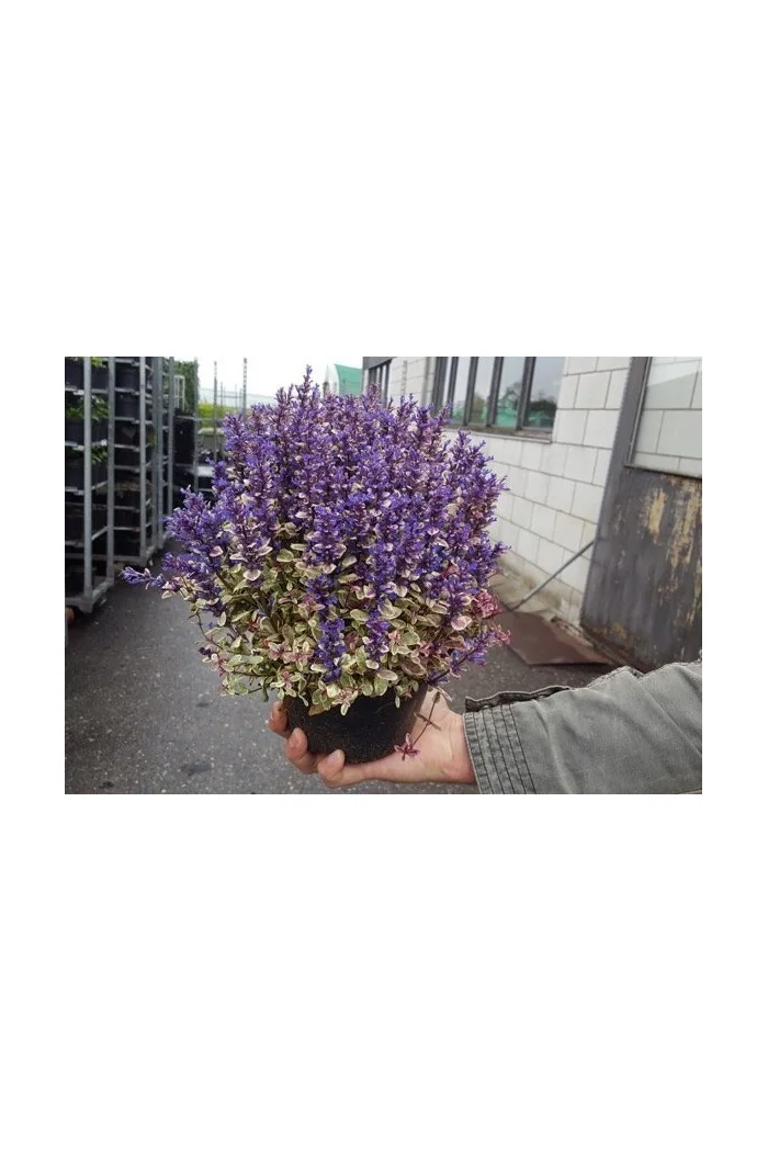 Dąbrówka Tenora 'Princess Nadia' Ajuga tenorii