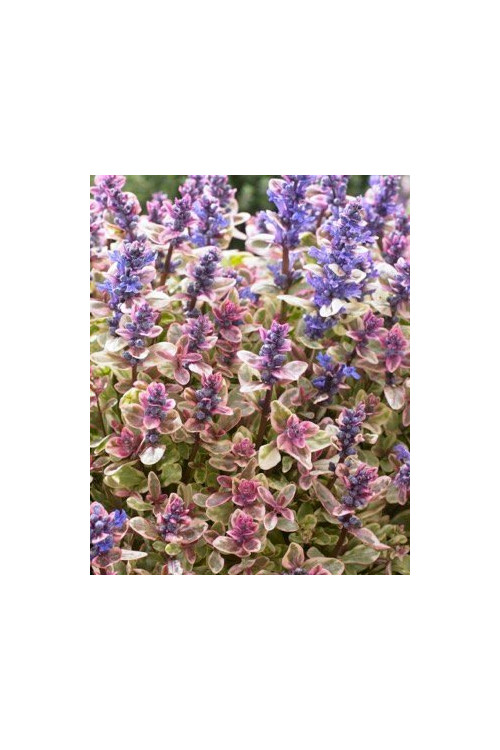 Dąbrówka Tenora 'Princess Nadia' Ajuga tenorii