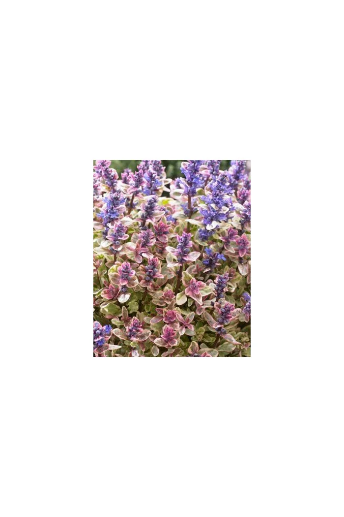 Dąbrówka Tenora 'Princess Nadia' Ajuga tenorii