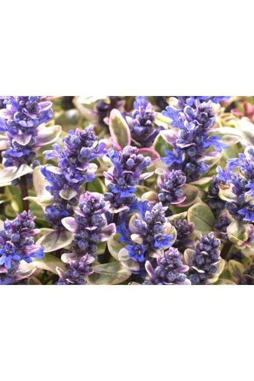 Dąbrówka Tenora 'Princess Nadia' Ajuga tenorii