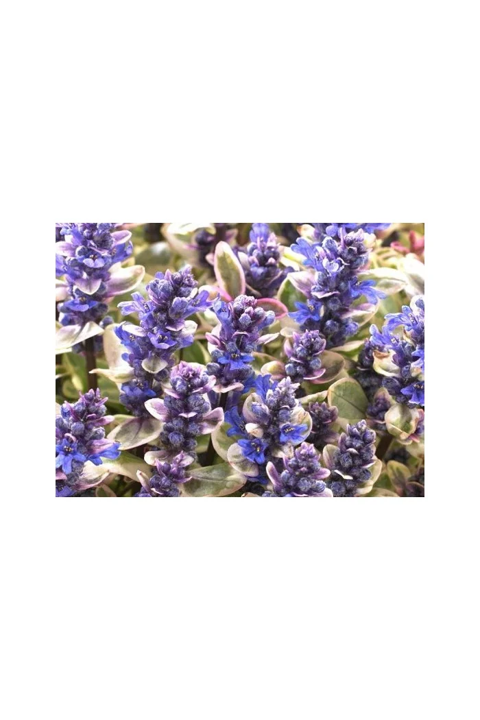 Dąbrówka Tenora 'Princess Nadia' Ajuga tenorii