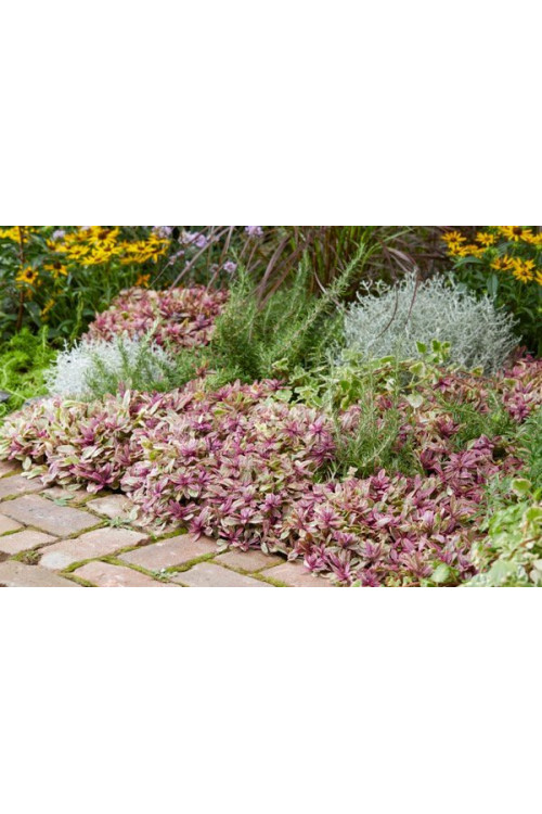 Dąbrówka Tenora 'Princess Nadia' Ajuga tenorii