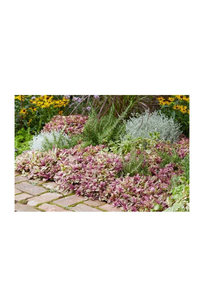 Dąbrówka Tenora 'Princess Nadia' Ajuga tenorii