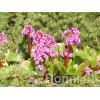 Bergenia sercolistna 'Oeschberg' Bergenia cordifolia