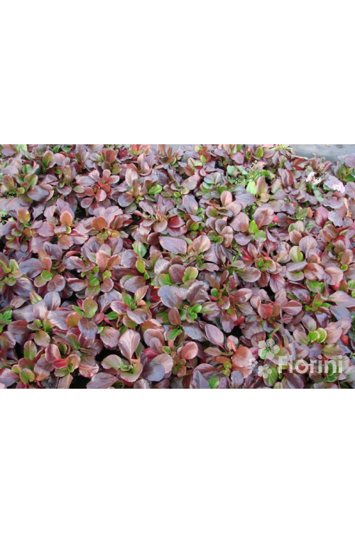 Bergenia sercolistna 'Oeschberg' Bergenia cordifolia