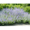 Perowskia łobodolistna 'Russian Sage' | Perovskia atriplicifolia
