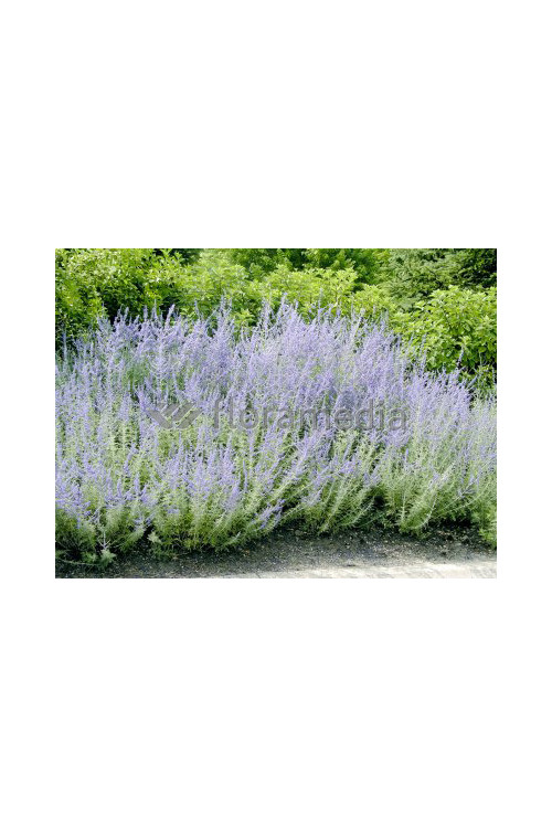 Perowskia łobodolistna 'Russian Sage' | Perovskia atriplicifolia