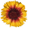 Gailardia 'SpinTop Red Starburst' Gailardia