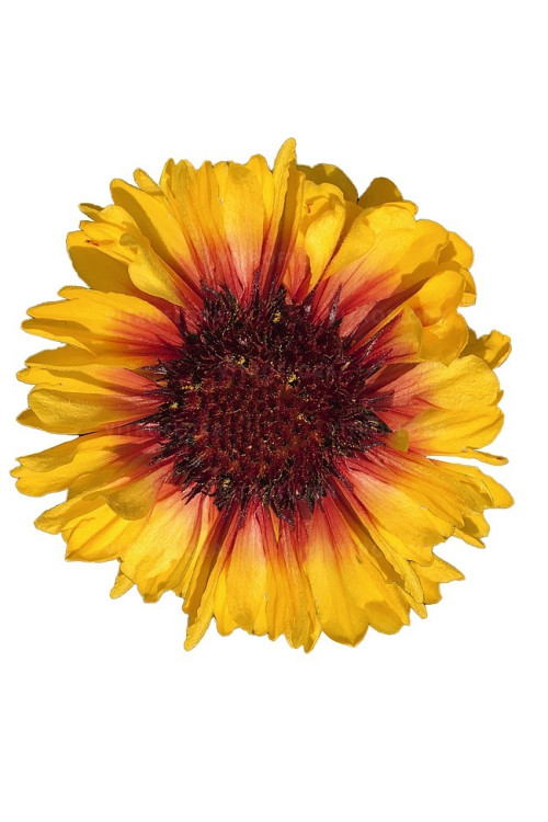 Gailardia 'SpinTop Red Starburst' Gailardia