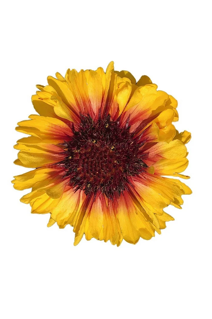 Gailardia 'SpinTop Red Starburst' Gailardia