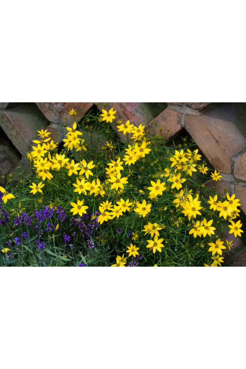 Nachyłek okółkowy 'Zagreb' | Coreopsis verticillata