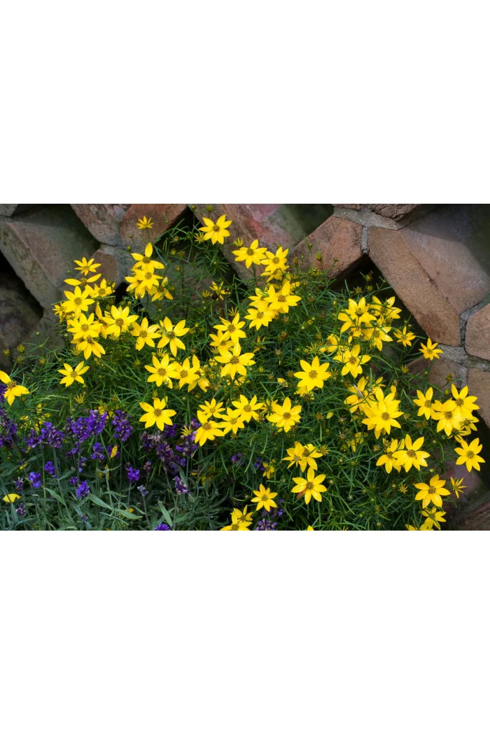 Nachyłek okółkowy 'Zagreb' | Coreopsis verticillata