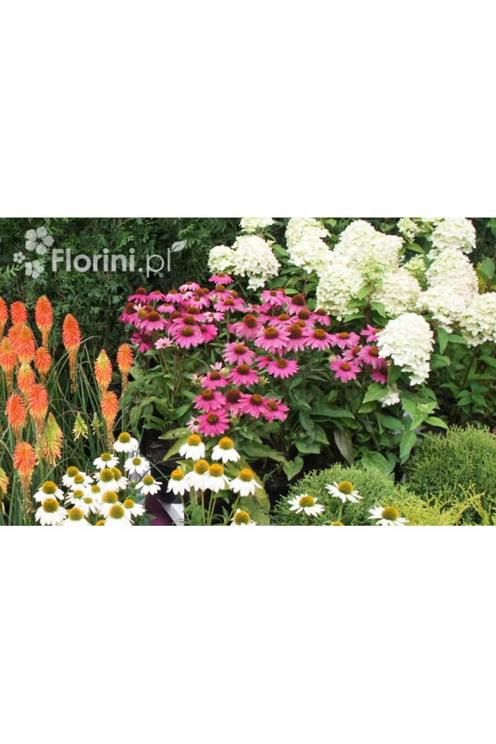 Jeżówka purpurowa Echinacea purpurea