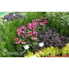 Jeżówka purpurowa Echinacea purpurea