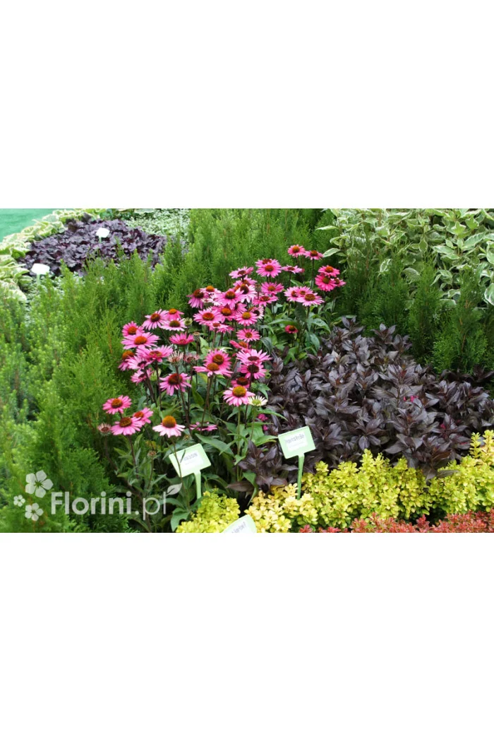 Jeżówka purpurowa Echinacea purpurea