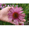 Jeżówka purpurowa Echinacea purpurea