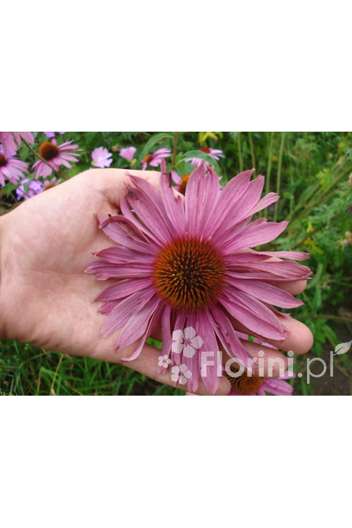 Jeżówka purpurowa Echinacea purpurea