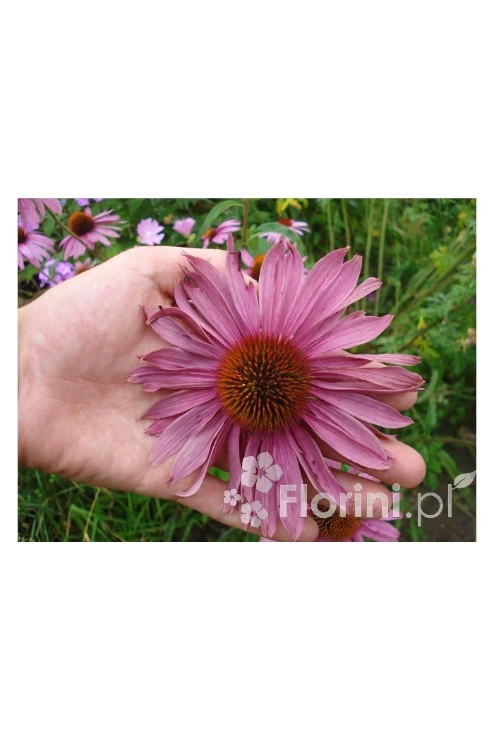 Jeżówka purpurowa Echinacea purpurea