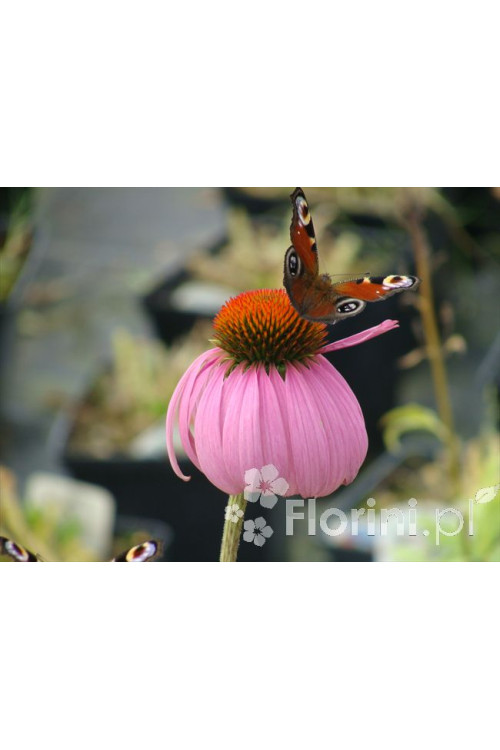 Jeżówka purpurowa Echinacea purpurea