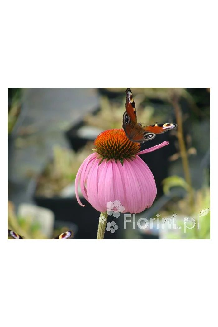 Jeżówka purpurowa Echinacea purpurea