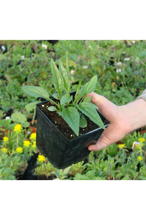 Jeżówka purpurowa Echinacea purpurea