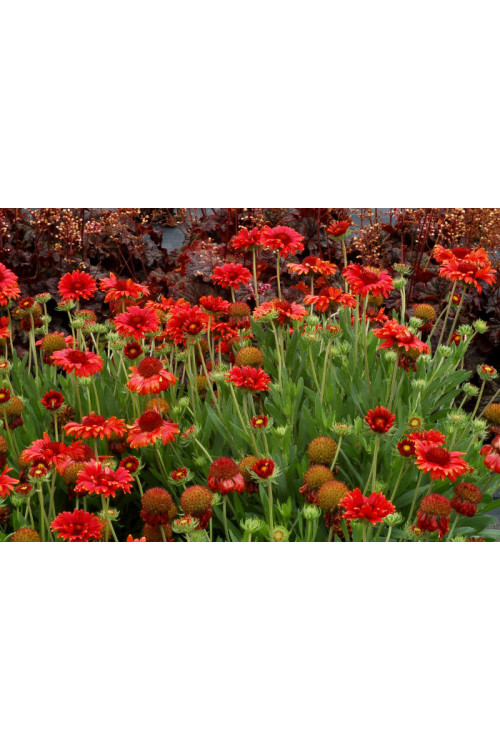 Gailardia 'Arizona Red Shades' Gaillardia