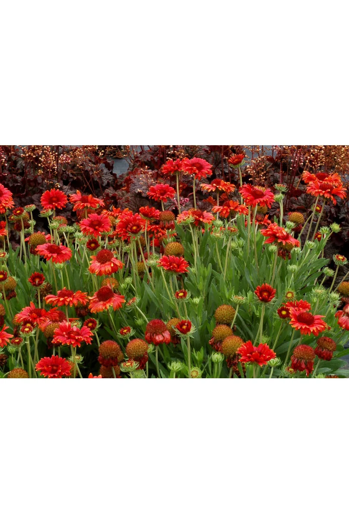 Gailardia 'Arizona Red Shades' Gaillardia