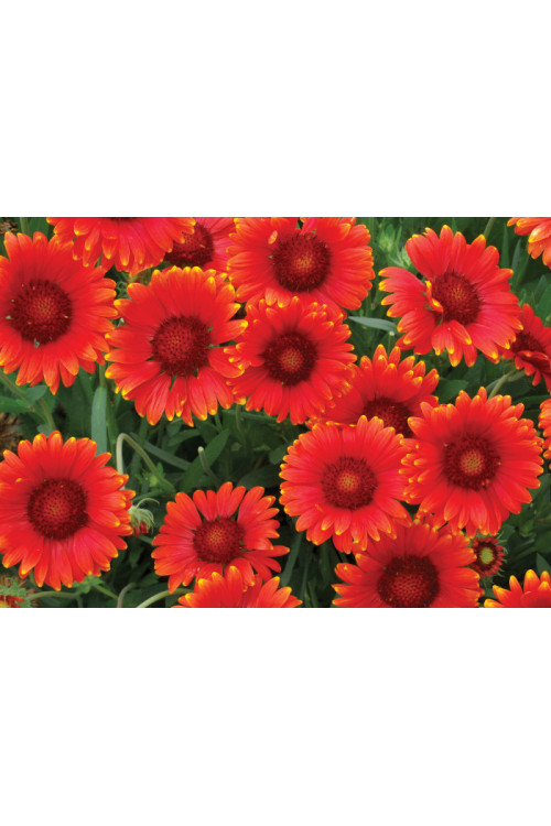Gailardia 'Arizona Red Shades' Gaillardia