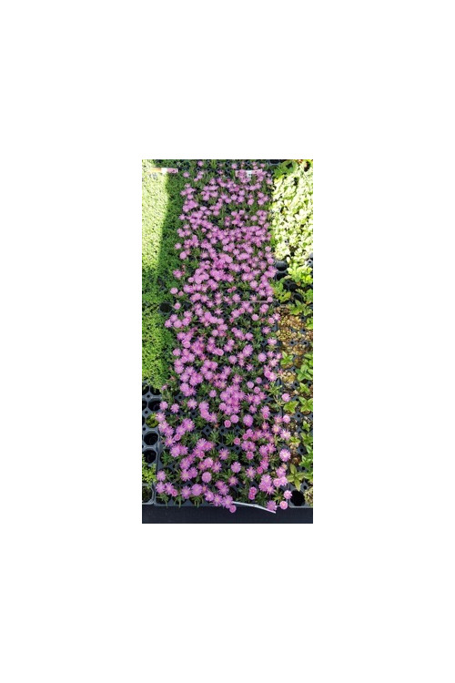 Słonecznica 'Jewel of Desert Candystone' Delosperma