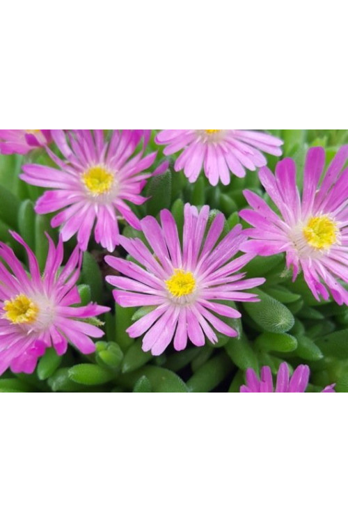 Słonecznica 'Jewel of Desert Candystone' Delosperma