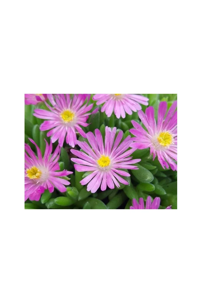 Słonecznica 'Jewel of Desert Candystone' Delosperma