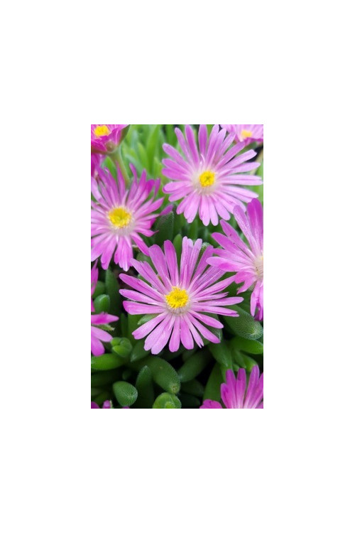 Słonecznica 'Jewel of Desert Candystone' Delosperma