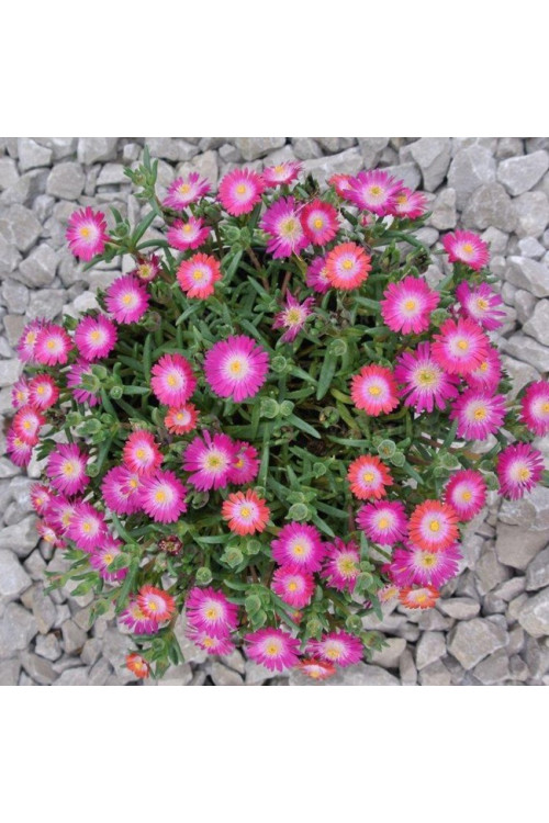 Słonecznica 'Jewel of Desert Amethyst' | Delosperma