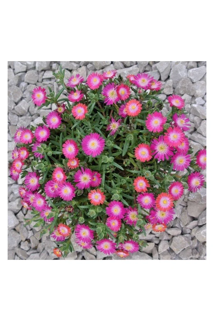 Słonecznica 'Jewel of Desert Amethyst' | Delosperma