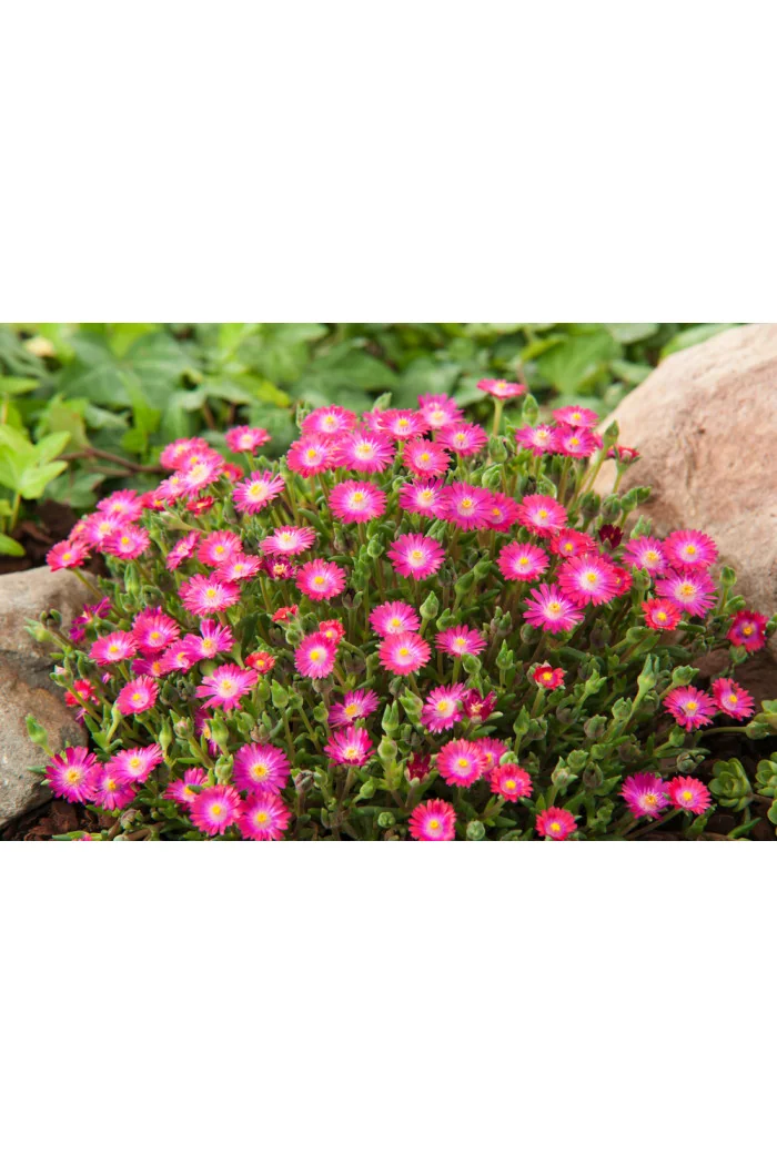 Słonecznica 'Jewel of Desert Amethyst' | Delosperma