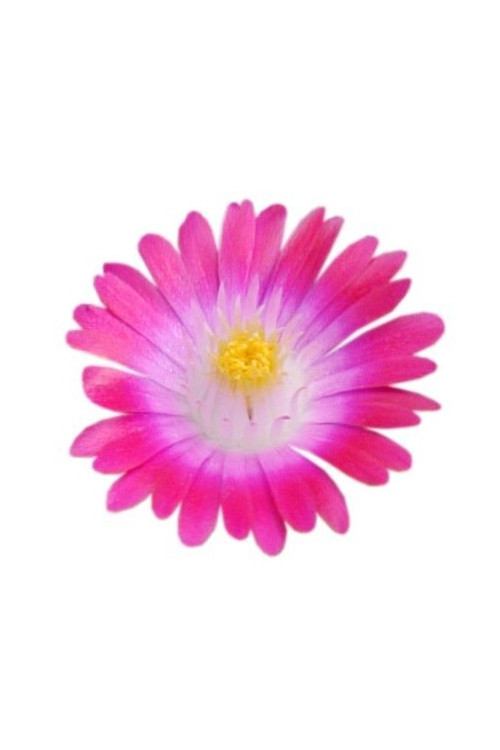 Słonecznica 'Jewel of Desert Amethyst' | Delosperma