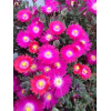 Słonecznica 'Jewel of Desert Amethyst' | Delosperma