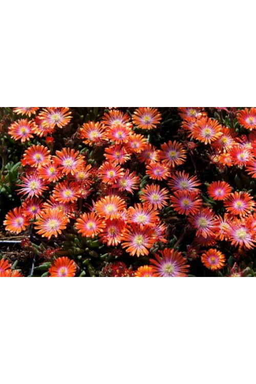 Słonecznica 'Jewel of Desert Sunstone' Delosperma