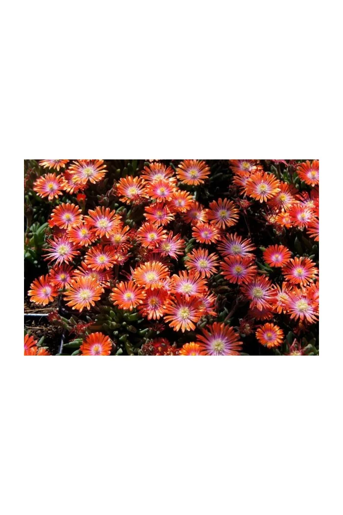 Słonecznica 'Jewel of Desert Sunstone' Delosperma