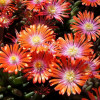 Słonecznica 'Jewel of Desert Sunstone' Delosperma
